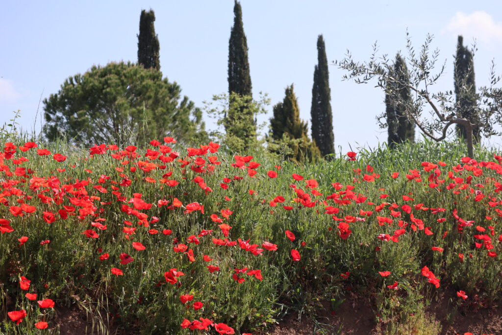 flowers in bloom along Montalceto path in Crete Senesi region near Asciano, Italy